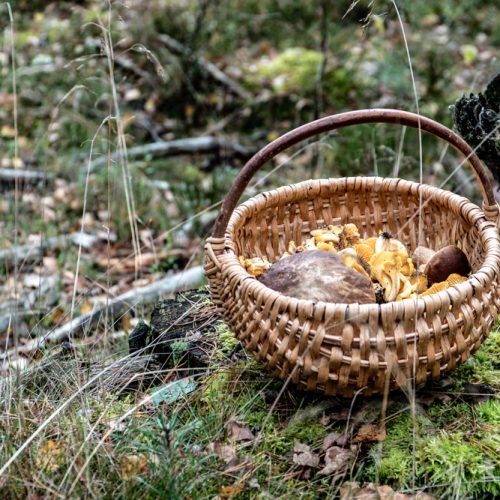 Mushroom picking, the national sport of Poles. Trzebuń, Kashubia.