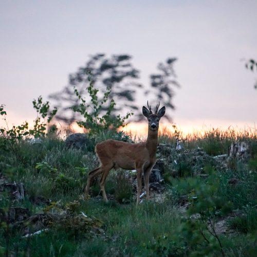 Kashubian fauna. A male European roe deer caught on an evening walk. Dziemiany