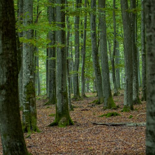 Staniszewskie Zdroje. Pomeranian forests are largely composed of majestic beeches.