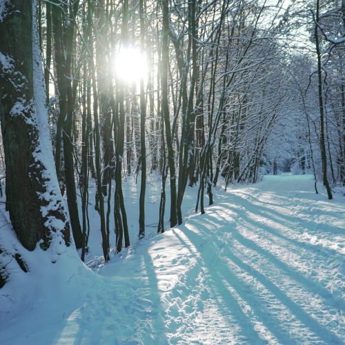 The Tricity forests are perfect for cross-country skiing.